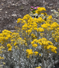 Starček prímorský - Cineraria maritima - predaj semien - 300 ks