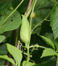 Ačokča - Cyclanthera pedata - semiačka - 6 ks