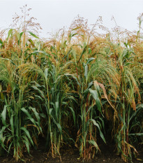 Čirok obyčajný - Sorghum bicolor - predaj semien - 100 ks
