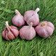 Sadbový cesnak Skalka - Allium sativum - paličák - predaj cesnaku - 1 balenie