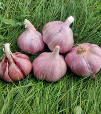 Sadbový cesnak Skalka - Allium sativum - paličák - predaj cesnaku - 1 balenie