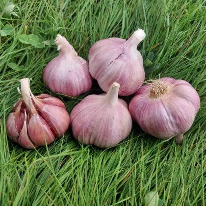 Sadbový cesnak Skalka - Allium sativum - paličák - predaj cesnaku - 1 balenie