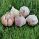 Sadbový cesnak Matinka - Allium sativum - nepaličák - predaj cesnaku - 1 balenie