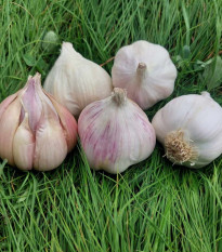 Sadbový cesnak Matinka - Allium sativum - nepaličák - predaj cesnaku - 1 balenie
