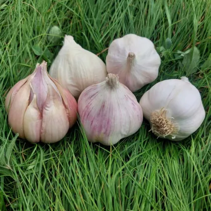 Sadbový cesnak Matinka - Allium sativum - nepaličák - predaj cesnaku - 1 balenie