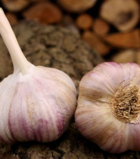 Sadbový cesnak Vekan paličiak - Allium sativum - 1 balenie