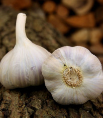 Sadbový cesnak Bjetin paličiak - Allium sativum - cibuľky cesnaku - 3 ks