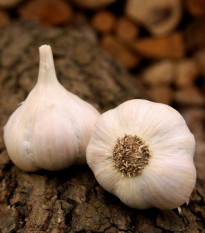 Sadbový cesnak Lukan - Allium sativum - nepaličiak - predaj cibulí cesnaku - 1 balenie