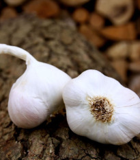 Sadbový cesnak Japo II - Allium sativum - nepaličiak - predaj cibulí cesnaku - 1 balenie
