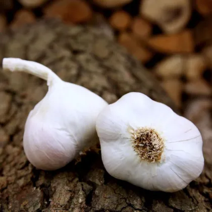 Sadbový cesnak Japo II - Allium sativum - nepaličiak - predaj cibulí cesnaku - 1 balenie