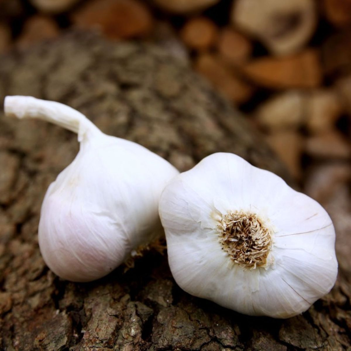 Sadbový cesnak Japo II - Allium sativum - nepaličiak - predaj cibulí cesnaku - 1 balenie