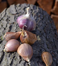 Sadbový cesnak Janko - Allium sativum - paličiak - 1 balenie