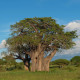 Baobab africký -  Adansonia digitata - semená - 6 ks