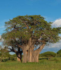 Baobab africký -  Adansonia digitata - semená - 6 ks