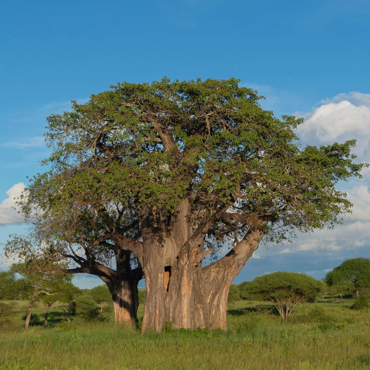 Baobab africký -  Adansonia digitata - semená - 6 ks