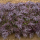 BIO Horčica Moutarde Rouge Metis - Brassica juncea - predaj bio semien horčica - 100 ks