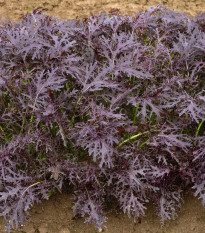 BIO Horčica Moutarde Rouge Metis - Brassica juncea - predaj bio semien horčica - 100 ks