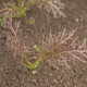 Horčica červená Red Frills - Brassica juncea - semená ázijskej zeleniny - 300 ks