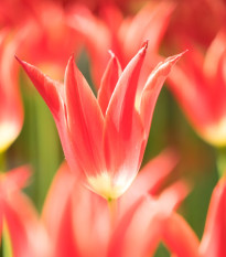 Tulipán Aladdin – ľaliokvetá cibuľovina