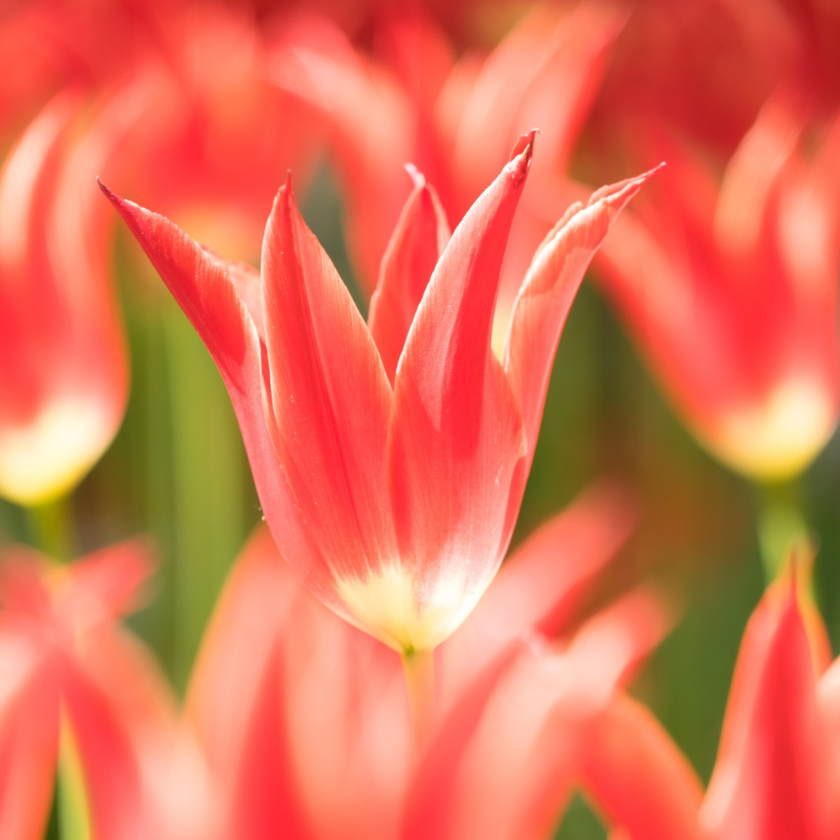 Tulipán Aladdin – ľaliokvetá cibuľovina