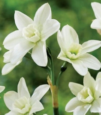 Narcis Polar Hunter – viackvetý narcis – 3 ks