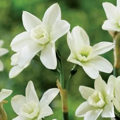 Narcis Polar Hunter – viackvetý narcis – 3 ks