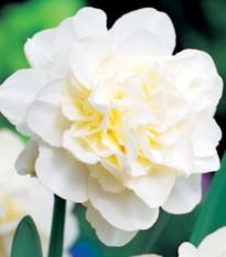 Narcis Obdam – plnokvetý biely narcis – cibule