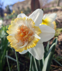 Narcis Petit Four – plnokvetý narcis – cibuľky