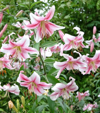 Ľalia Anastasia – orientálny hybrid Lilium