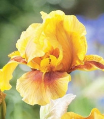 Golden Muffin – kosatec nemecký Iris germanica – hľuzy