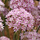 Cesnak Pink Jewel – Allium – okrasný cesnak – cibuľky