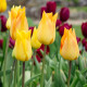Tulipán Moonblush – ľaliokvetá odroda Tulipa