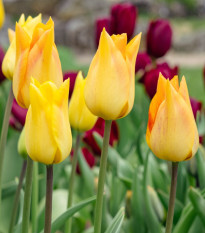 Tulipán Moonblush – ľaliokvetá odroda Tulipa