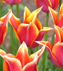 Tulipán Sonnet – elegantná ľaliokvetá odroda