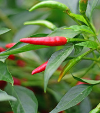 BIO Piri Piri – Capsicum frutescens – bio semená chilli
