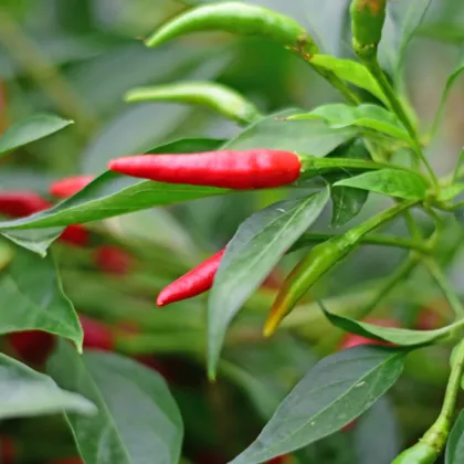 BIO Piri Piri – Capsicum frutescens – bio semená chilli