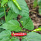 BIO Piri Piri – Capsicum frutescens – bio semená chilli