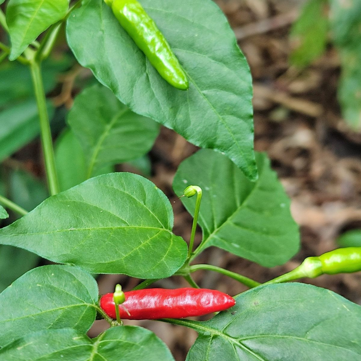 BIO Piri Piri – Capsicum frutescens – bio semená chilli