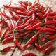 BIO Piri Piri – Capsicum frutescens – bio semená chilli