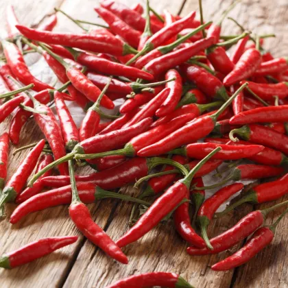BIO Piri Piri – Capsicum frutescens – bio semená chilli