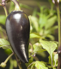 BIO Chilli Jalapeno Purple – bio semená Capsicum annuum