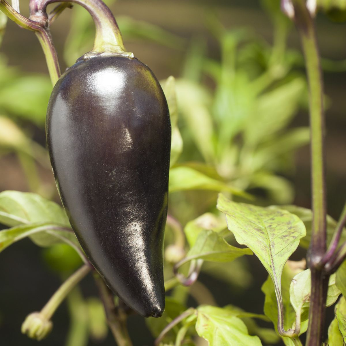 BIO Chilli Jalapeno Purple – bio semená Capsicum annuum
