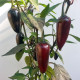 BIO Chilli Jalapeno Purple – bio semená Capsicum annuum