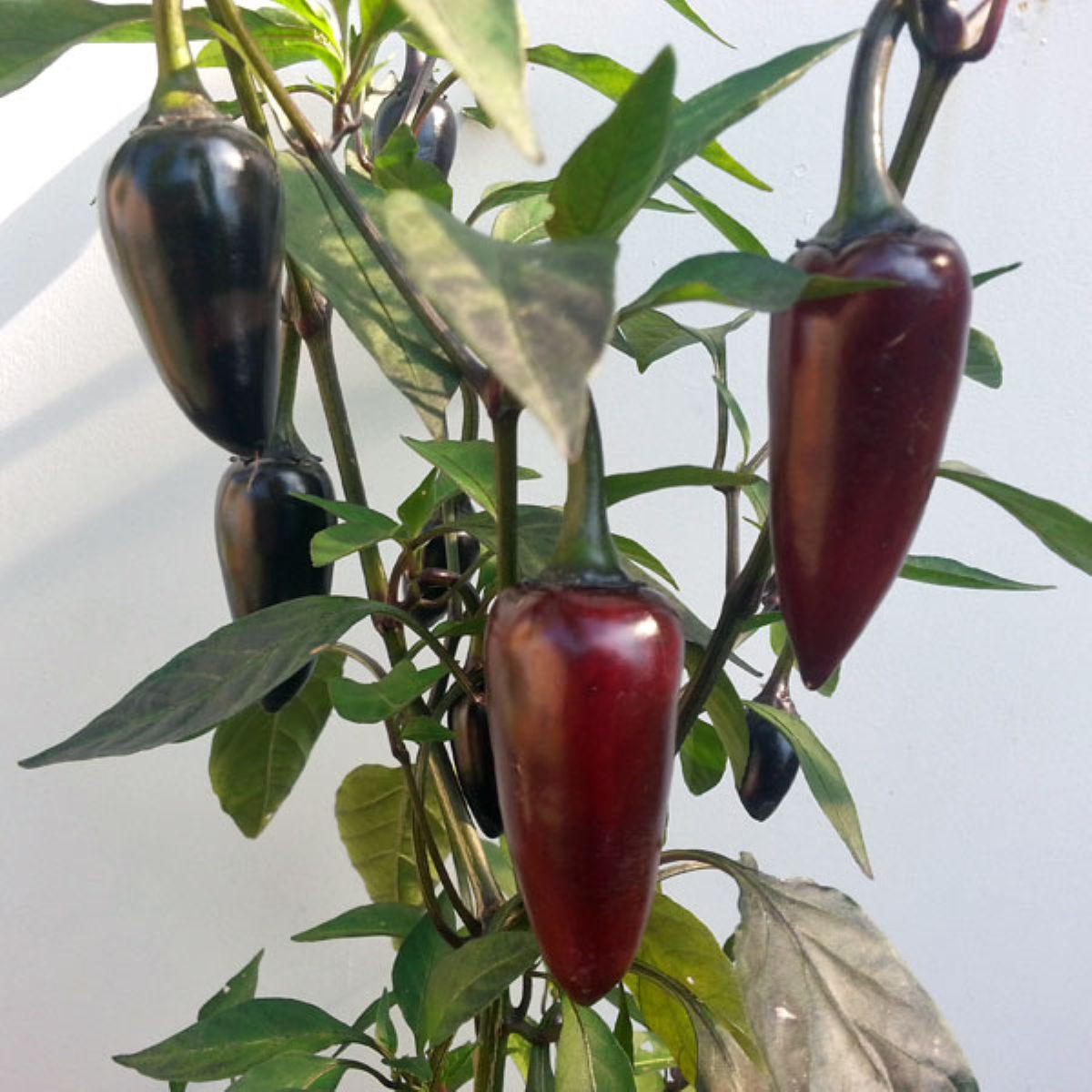 BIO Chilli Jalapeno Purple – bio semená Capsicum annuum