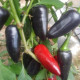BIO Chilli Jalapeno Purple – bio semená Capsicum annuum