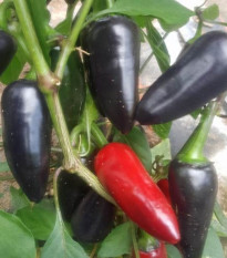 BIO Chilli Jalapeno Purple - Capsicum annuum - bio semená chilli - 8 ks