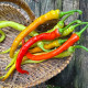 BIO Chilli Corbaci – bio semená čili Capsicum annuum
