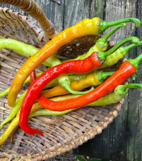 BIO Chilli Corbaci – bio semená čili Capsicum annuum