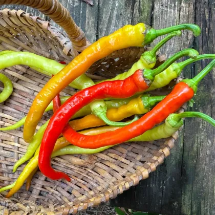 BIO Chilli Corbaci – bio semená čili Capsicum annuum