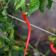 BIO Chilli Corbaci – bio semená čili Capsicum annuum